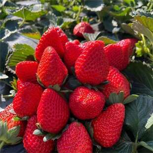 ���ڸ߮a���Ͳ�ݮ�N�ӡ� �ļ���ݮ�N���̨�����ﶬ���˷Nˮ��