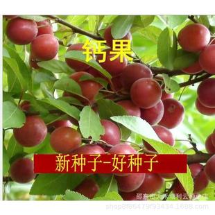���W���}���N�ӡ���ͥ�̨�ļ��Nֲ����-WZN