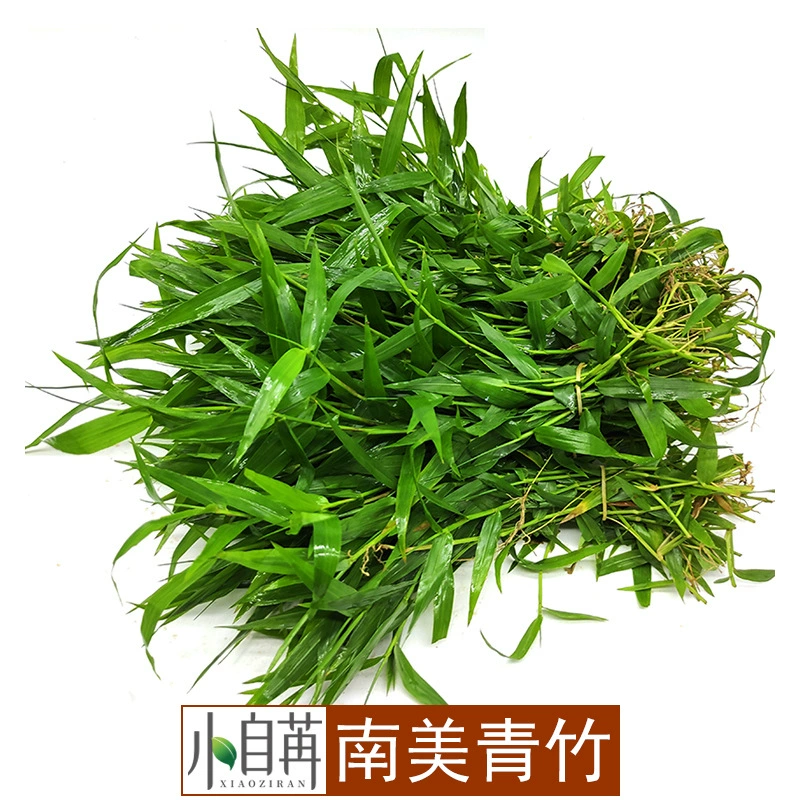 Южноамериканский бамбуковый лист Живая водяная трава Настоящая водная трава Живая оптовая продажа Аквариум Пейзаж Украшение Аквариум Средний и задний вид Трава