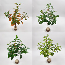 ���枢���� ���~�ӾG�~ֲ�� ׃ɫľ �Ř�֦ С���҃ȼ٘�G�~�辰