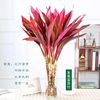 Shichiku LUCKY KING Dracaena sanderiana Big leaf Hydroponics Water to keep Green plant flowers and plants indoor a living room factory wholesale