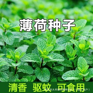 2026夏季阳台种花种子推荐 | 耐热耐晒花卉草种子