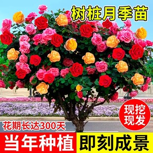 �������¼��༾�_�����õ���ɫ����ͥԺ���ܘ���޽�õ�廨����