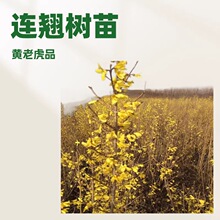�½����ɸ��C���� �����|���B�N������С�����G����ľ