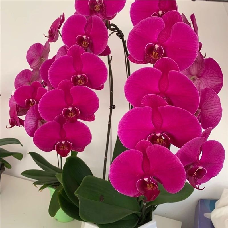 Orquídea de mariposa en las cuatro estaciones, balcón interior, oficina en maceta, flores verdes, fácil alimentación image 7