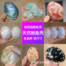 批发天然大鲍鱼壳系列抛光新西兰黑金鲍家居装饰摆件烧鼠尾草器具