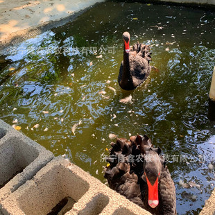 ���w�����Z�����Xһֻ �����Z����r�� �^�p���Bֳ���ۺ����Z��