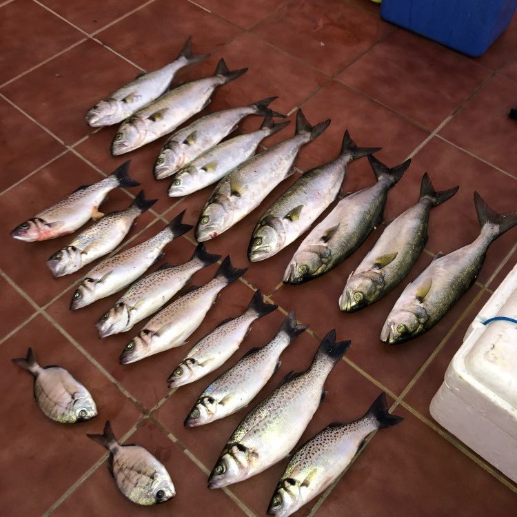 Al por mayor de Pesca de Mar Luya cebo con gancho de la anguilas 7cm/1G T cola de cebo suave biónico Cebo Suave