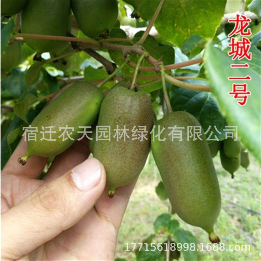 四川猕猴桃嫁接红心徐香软枣猕猴桃树地栽当年结果南北方种植