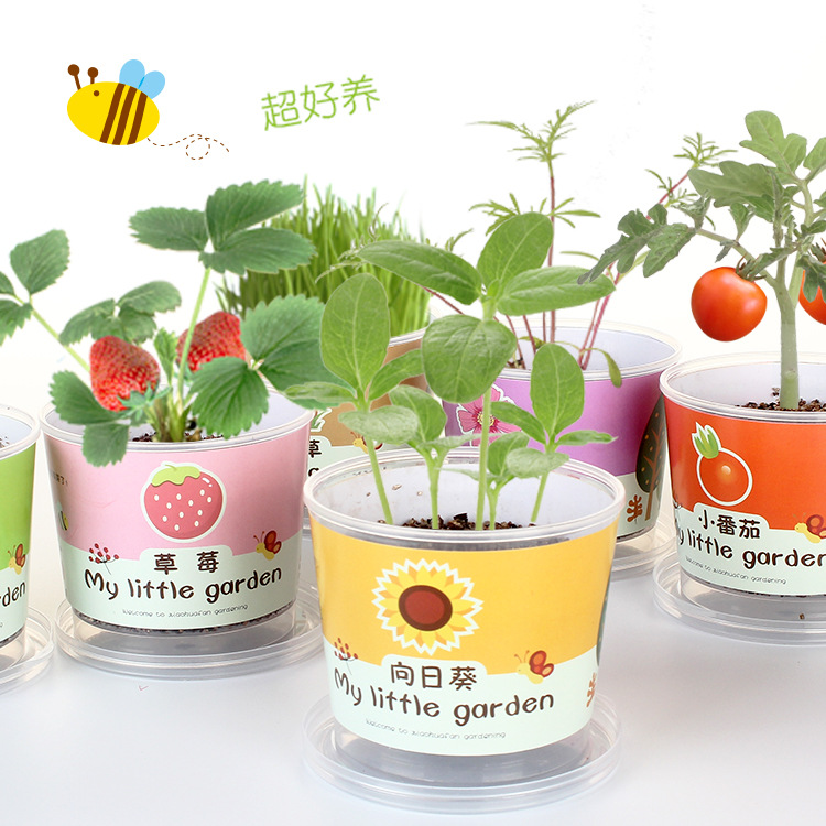 Niños plantan pequeños jardines de infantes fresas plantas de mesa mini caja ciega diy verde juguetes puestos al por mayor