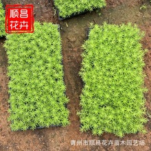 耐寒金叶佛甲草穴盘苗 屋顶绿化绿叶佛甲草小苗 黄金条佛甲草苗