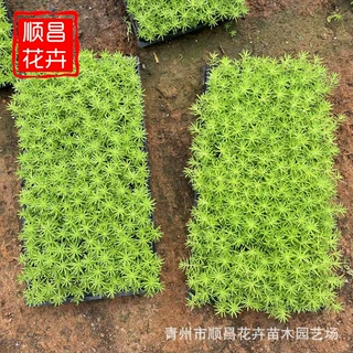 青州基地黄金条穴盘苗 屋顶绿化金叶佛甲草穴盘苗 佛甲草基地批发