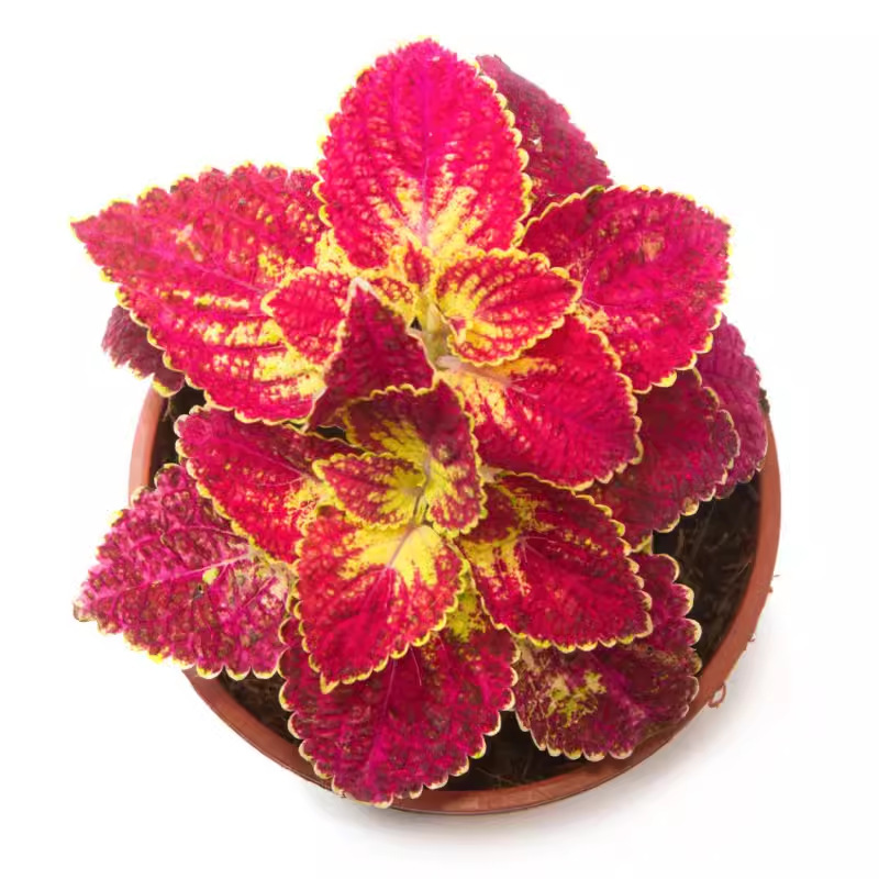 Potted flower seed hanging color bag flower seed color leaf seeds…