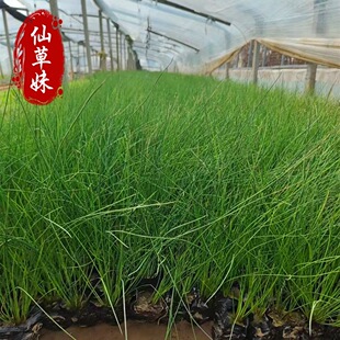 ��о�������l �JȔˮ��ֲ���߅�G�� ���ܝ�ع��@ˮ��ֲ���о��