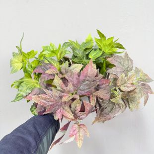 ����Gֲ���������~��ֲ���쾰�廨�G���ز廨�ۼҾӈ��������b�