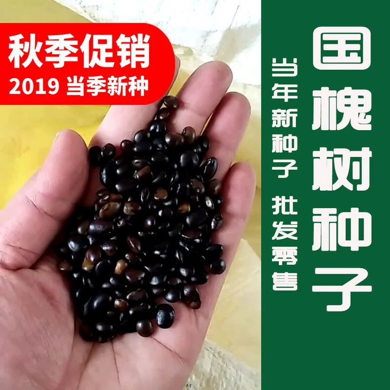 Семена вяза Золотые листья Семена вяза Ландшафтный дизайн Рассада Семена белого вяза Кустарники Деревья Семена деревьев