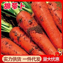 萝卜农家新鲜蔬菜批发胡萝卜现挖爽口带泥胡萝卜脆甜整箱沙地10斤