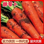 萝卜农家新鲜蔬菜批发胡萝卜现挖爽口带泥胡萝卜脆甜整箱沙地10斤