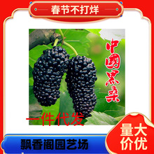 һ�����lɣ�������Ե���ʳ���ļ�ɣ���箔��Y���Ϸ������Nֲ���~