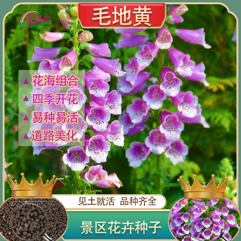 Многолетние семена цветов наперстянки проект озеленение Наперстянка цветок семена назначенный цветок семена висит колокольчик цветок Декоративные цветы море