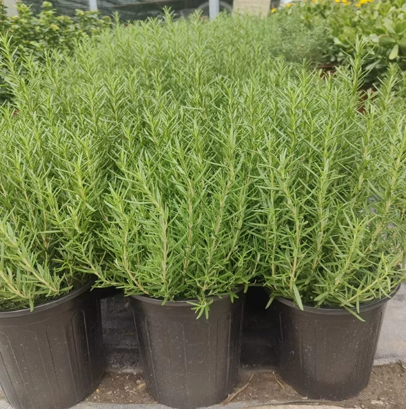 Поставка рассады розмарина