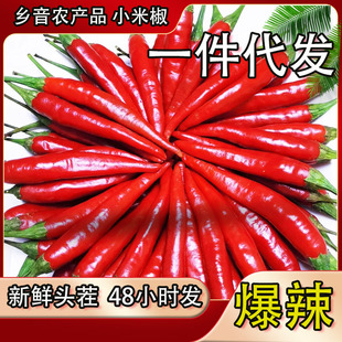 С���������rС�׽�5�ﳯ��t�������߲�����ָ�콷����һ�����l