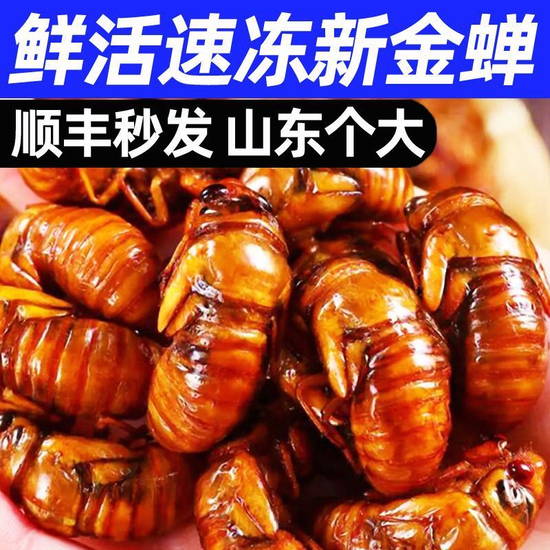 金蝉、蝉、猿、蝉の蛹、猿、生猿、生バッタ、送料無料、乾燥氷冷凍配送|undefined