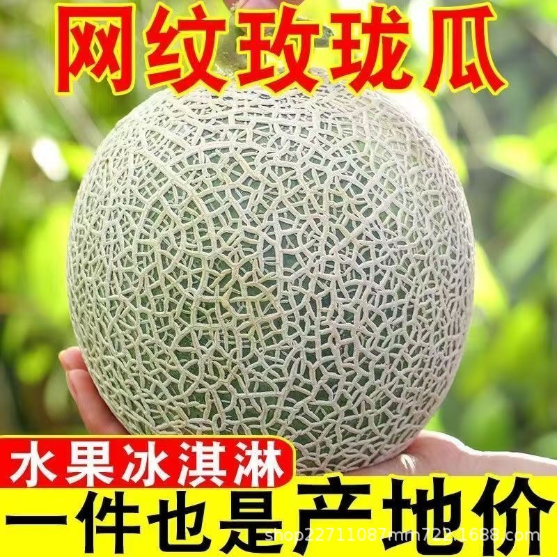 山东玫珑网纹蜜瓜超甜冰淇淋甜瓜香瓜哈密瓜应季水果有礼盒装