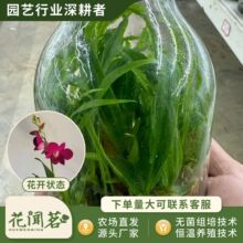 ��ʯ�� 4015 L���A�tƿ���׳ɻ�M��С���҃������Ի�������r��