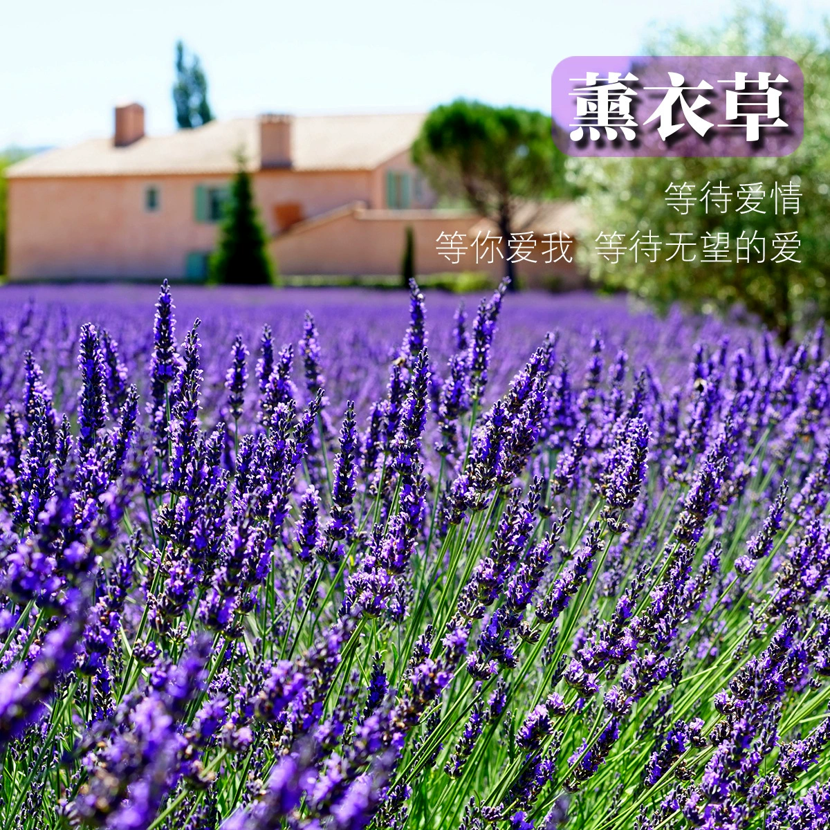 Живописный парк Цветочное море Легко живая Ванильные семена цветов Двор Балкон Посев Сезоны Семена цветов лаванды оптом