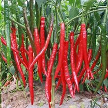 �tɫ�L�l�����N��8819�L�����N�Ӹ��r�����߲˽���@�̨���Դ���