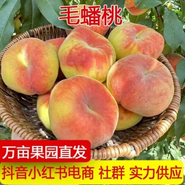 其他水果;桃子;芒果