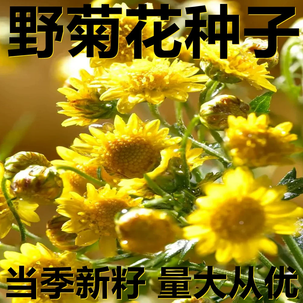 Семена дикой хризантемы 250-500г в мешках оптом, прямые поставки с места происхождения, сезонные новые семена, семена садовых растений