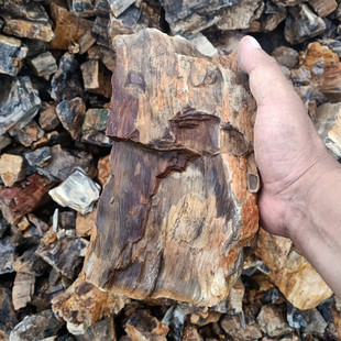 Directly Supplied from the Mine, Fossilized Wood, Siliconized Wood, Mini Fossilized Wood, Fish Tank Landscaping Stone, Fish Tank Small Fossilized Wood