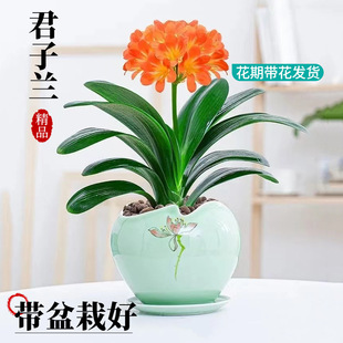 High-Quality and Precious Clivia Potted Florals and Green Plants Are Good for Feeding the Flower Market, Indoor Living Room Desktop Plants