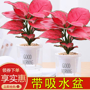 Geely Red Potted Green Plants and Florals Indoor and Outdoor Living Room Office Easy to Maintain Red Plant Water-Absorbing Basin Is Beautiful and Beautiful