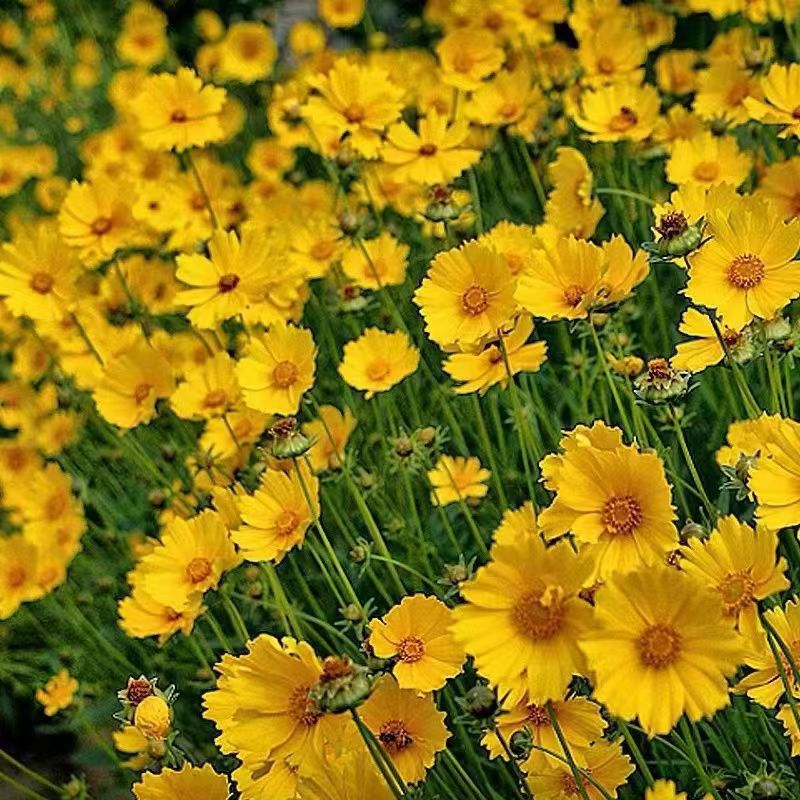 Venta al por mayor de semillas de flores y plantas eustoma malvarrosa peonía cobre dinero hierba margarita rosa sol peonía flor combinación de flores