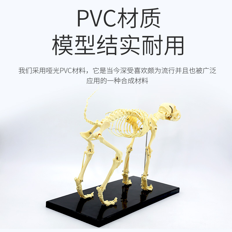 �ǿ���е �������걾ģ�� ���ﶯ�ﹷèȮ ��ѧ�Ǽܹ�ͷ ����ģ��