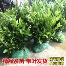 正宗茶叶苗龙井茶树苗绿茶苗铁观音茶苗白茶树苗毛尖茶苗早茶苗