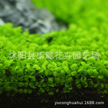 ˮ�ݷN�� ���㌦�~ ǰ���� ���~����N�� �~��ˮ�����쾰�b����l