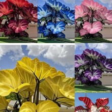 羳؛NͥԺ^~ֲNļͺN