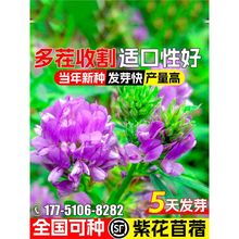 MϻޣNӶ߮aGʷNؚuZţ~