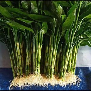 �������F��ˮ�B�͏d����ˮ�฻�F���������~�Gֲ�D�\������՚�