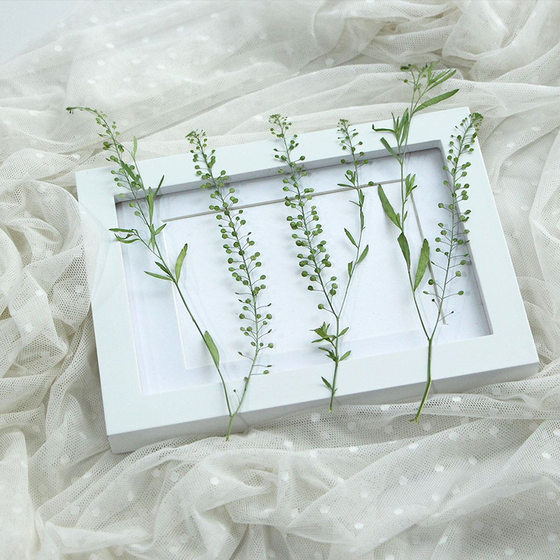 Green Bell Grass Multi-branch Dried Flowers Dried Flowers diy Embossed Bookmark Dropping Glue Dried Flowers Mobile Phone Shell Plant Specimen Face Flowers