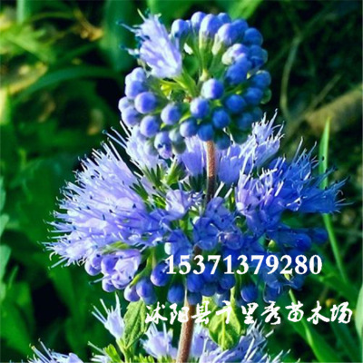 批发兰香草蓝香草种子山薄荷莸独脚球药材种子当年新种质优价低