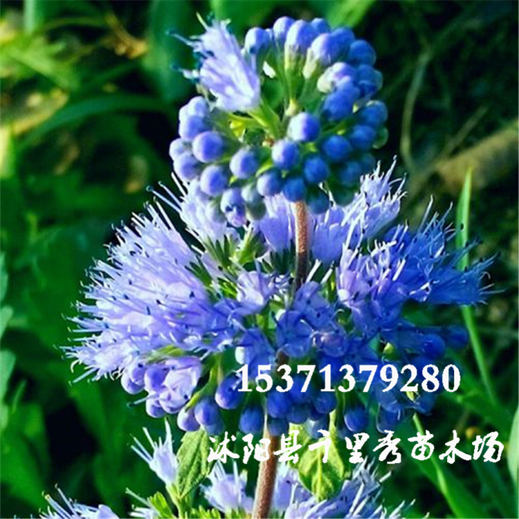 批发兰香草蓝香草种子山薄荷莸独脚球药材种子当年新种质优价低