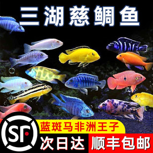 ���������~С�͟Ꭷ�^�p�~���{���R��ˮ���B�������ӵ���P�˺ھ�