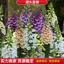 �M��ë���S�N�Ӷ���������Sָ픻����R�����ļ����NͥԺ���N����