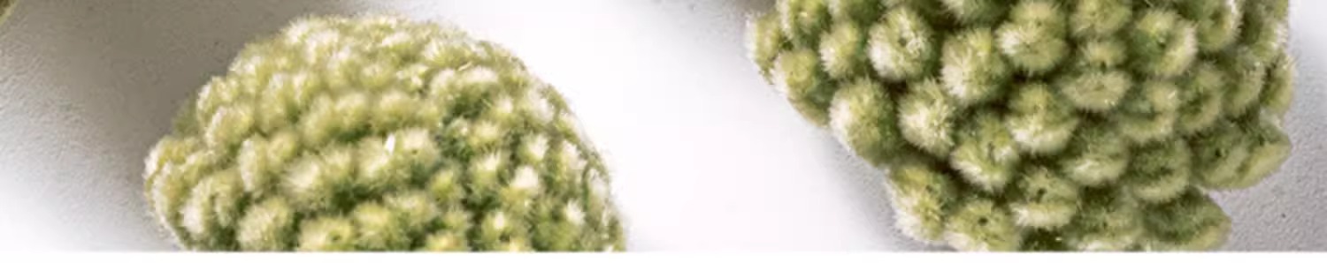 Lü Luo Hua Green Radish Flower Tea 250g Dried Scindapsus Flower Buds for Calming Herbal Infusions quality and texture