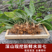 新鲜水田七深山屈头鸡土三七水田七现挖水田七苗根水虾公500g草药